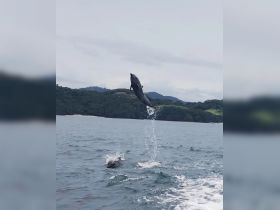 A stunning capture of dolphins jumping out of the water, showcasing their playful nature in a beautiful marine environment.
