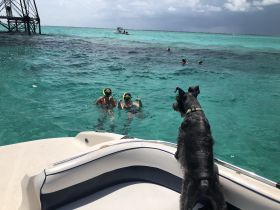A fun snorkeling adventure with kids enjoying the clear waters while a dog watches from the boat — a perfect family outing in a tropical paradise.