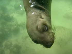 A close-up shot of a curious seal swimming underwater, showcasing its whiskers and playful demeanor in a vibrant aquatic environment.