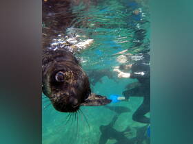 A playful seal interacts closely with snorkelers in crystal-clear waters, showcasing a unique wildlife experience perfect for adventure seekers.
