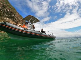 A group enjoys a thrilling snorkeling adventure aboard the Oceanic Express, set against a stunning coastal backdrop with clear blue waters.