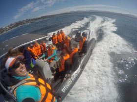 A lively group enjoys an offshore adventure on a speedboat, showcasing the excitement of exploring the ocean together.