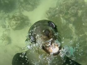 A playful seal underwater surrounded by bubbles, showcasing the vibrant marine life and underwater beauty — a captivating wildlife moment.