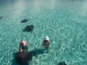 Participants interact with stingrays in shallow, clear waters, showcasing a unique wildlife experience in a tropical setting.