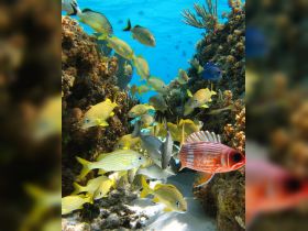A vibrant underwater scene showcasing a school of colorful fish among coral reefs, perfect for marine life enthusiasts and snorkeling adventures.