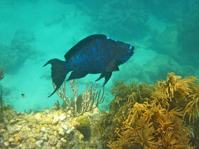 A vibrant blue fish swims gracefully among coral formations in clear waters, showcasing the beauty of underwater wildlife.