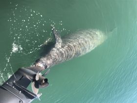 A close-up view of a manatee swimming near a boat's propeller, showcasing the beauty of marine wildlife in their natural habitat.