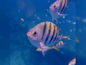 A vibrant close-up of a fish swimming in clear waters, showcasing the beauty of marine life — perfect for underwater photography enthusiasts.