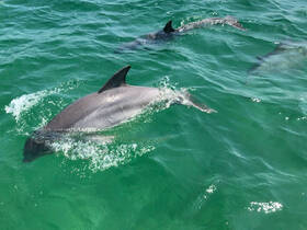 A close-up view of dolphins swimming gracefully in clear turquoise waters, showcasing the beauty of marine wildlife.