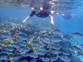 A snorkeler explores vibrant underwater life, surrounded by a school of fish near a coral reef — a perfect snapshot of marine adventure.