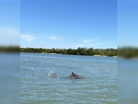 Two dolphins swim gracefully in calm waters, showcasing the beauty of marine wildlife in their natural habitat.