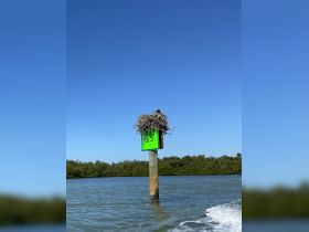 A bird's nest perched atop a post in a serene waterway, showcasing the beauty of wildlife in its natural habitat.