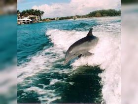 Dolphin having fun with us!