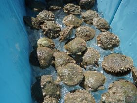 A collection of fresh scallops displayed on ice, perfect for seafood lovers and culinary adventures on the water.