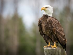 A majestic bald eagle perched on a wooden post, showcasing its striking features and powerful presence in the wild.