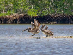 A group of pelicans wades in shallow water, showcasing their natural behavior in a serene coastal environment — a perfect moment for wildlife enthusiasts.