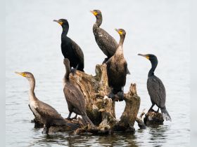 A group of cormorants perched on a wooden stump in calm waters, showcasing the beauty of wildlife in their natural habitat.