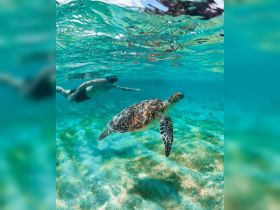 A snorkeler swims alongside a graceful sea turtle in crystal-clear waters, showcasing a beautiful underwater wildlife encounter.