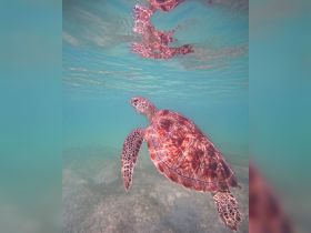 A stunning close-up of a sea turtle gracefully swimming through clear waters, showcasing the beauty of marine wildlife.