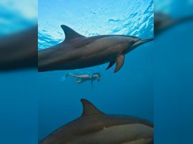 A swimmer interacts with dolphins underwater, showcasing a thrilling wildlife encounter in the ocean — an unforgettable experience for marine enthusiasts.