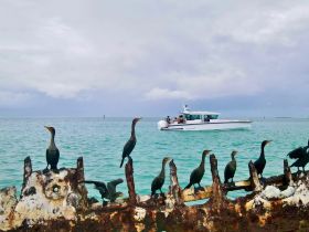 Cormorants perch on a weathered wreck while a boat with guests navigates through the turquoise waters, showcasing a blend of wildlife and leisure on the water.