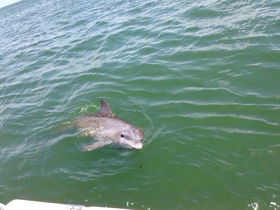 A playful dolphin swims close to the boat, showcasing the beauty of marine wildlife in its natural habitat.