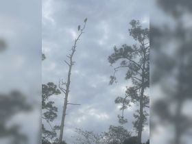 Two birds perched atop a tall tree against a cloudy sky, showcasing the beauty of wildlife in its natural habitat.