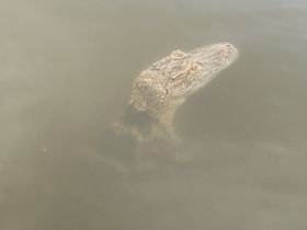 A close-up view of a crocodile partially submerged in murky water, showcasing the unique textures of its skin — a fascinating glimpse into wildlife encounters.