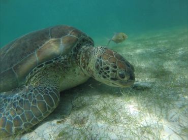 Snorkeling With Sea Turtles