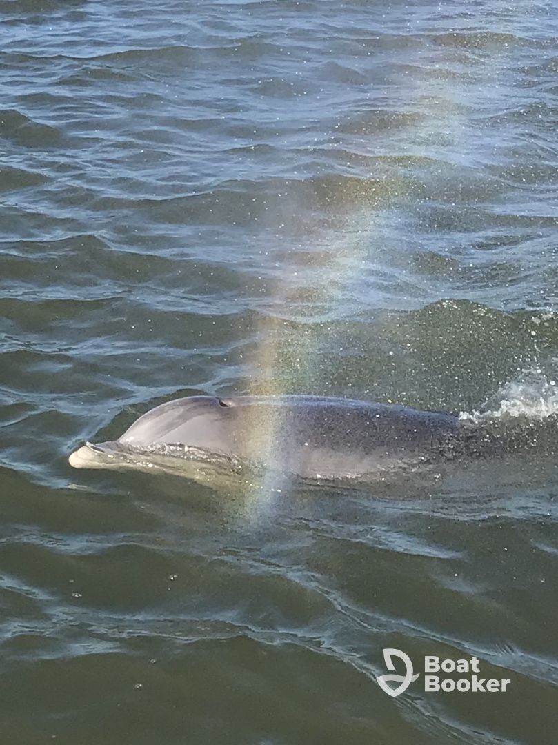 Private Dolphin Tour