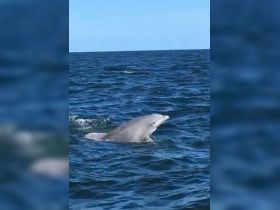 A playful dolphin swims gracefully in the open ocean, showcasing the beauty of marine wildlife encounters.