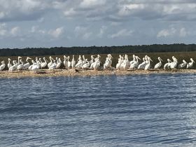 A serene gathering of pelicans resting on a sandbar, showcasing the beauty of wildlife in their natural habitat.