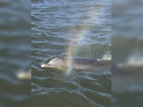A close-up shot of a dolphin swimming gracefully in the water, showcasing its playful nature and the beauty of marine wildlife.