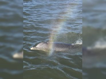 Private Dolphin Tour