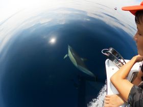 A child watches in awe as a dolphin swims alongside the boat, capturing a magical moment of wildlife interaction in the open sea.