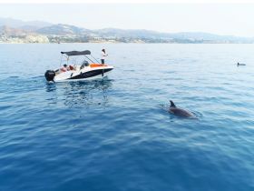A boat with guests observes dolphins swimming nearby in calm waters, showcasing a delightful wildlife encounter on the water.