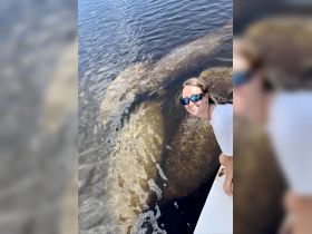 A woman smiles as she interacts with manatees in the water, showcasing a unique wildlife experience that highlights the beauty of marine life.