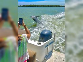 A dolphin leaps out of the water while a guest captures the moment on their phone, showcasing a thrilling wildlife encounter on the water.