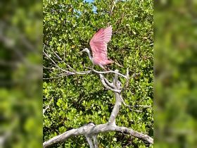 A stunning pink bird takes flight from a branch, showcasing the beauty of wildlife in its natural habitat.