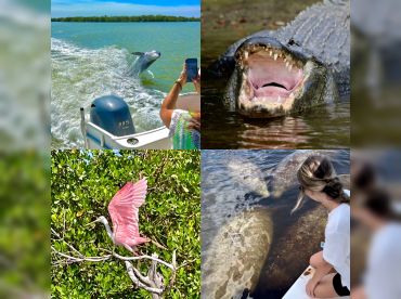 Manatee, Dolphin and 10,000 Islands Tour