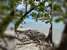 A scenic view of a beach area with trees and driftwood, capturing the serene atmosphere of the shoreline.