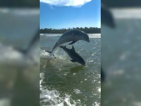 Two dolphins leap joyfully out of the water, showcasing their playful nature in a stunning marine environment.