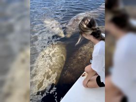 A woman interacts with manatees in shallow waters, showcasing a unique wildlife experience that highlights the beauty of marine life.