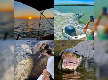 Manatee, Dolphin, 10,000 Islands Sunset Tour