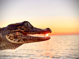 A striking close-up of a crocodile's head against a vibrant sunset backdrop, showcasing the beauty of wildlife in natural settings.
