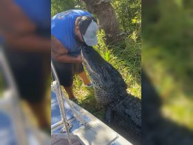 A person interacts closely with a large alligator, showcasing a unique human-animal connection in a natural setting.