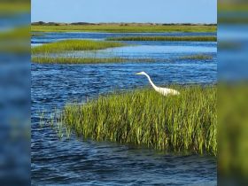 A graceful egret stands amidst lush greenery in a serene waterway, showcasing the beauty of wildlife in its natural habitat.