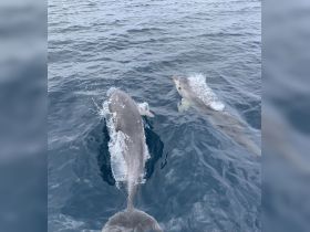 A pair of dolphins swim gracefully through the clear waters, showcasing their playful nature — a captivating moment for wildlife enthusiasts.