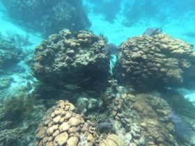 A vibrant underwater scene showcasing coral formations and schools of fish, perfect for snorkeling and marine exploration enthusiasts.