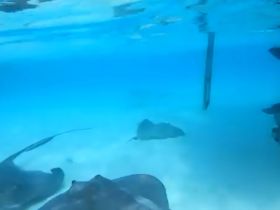 A captivating underwater scene featuring multiple stingrays gliding gracefully through crystal-clear waters, showcasing the beauty of marine wildlife.